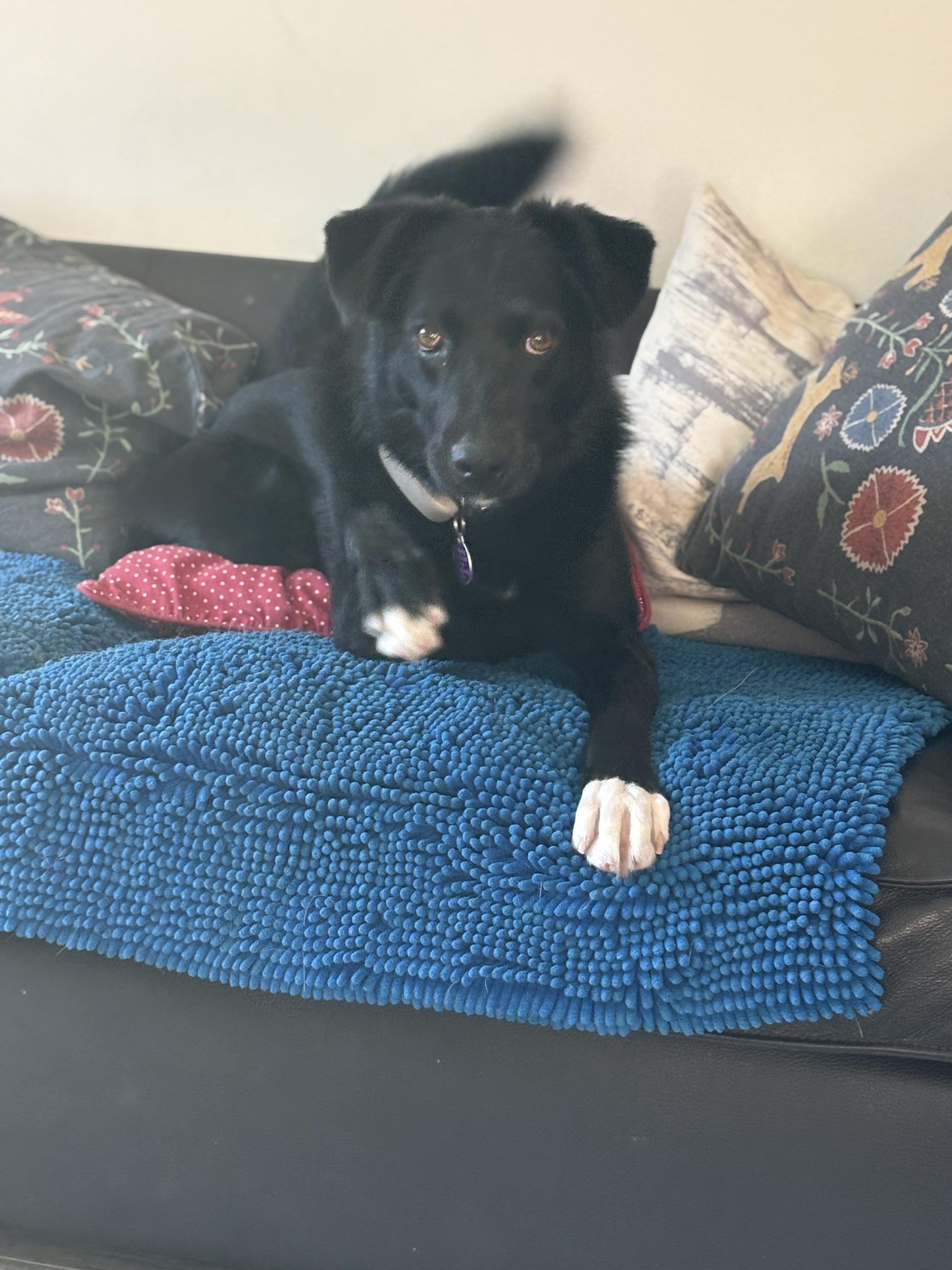 Bunny, a ADOPTABLE Mixed Breed in North York, ON image 4/4