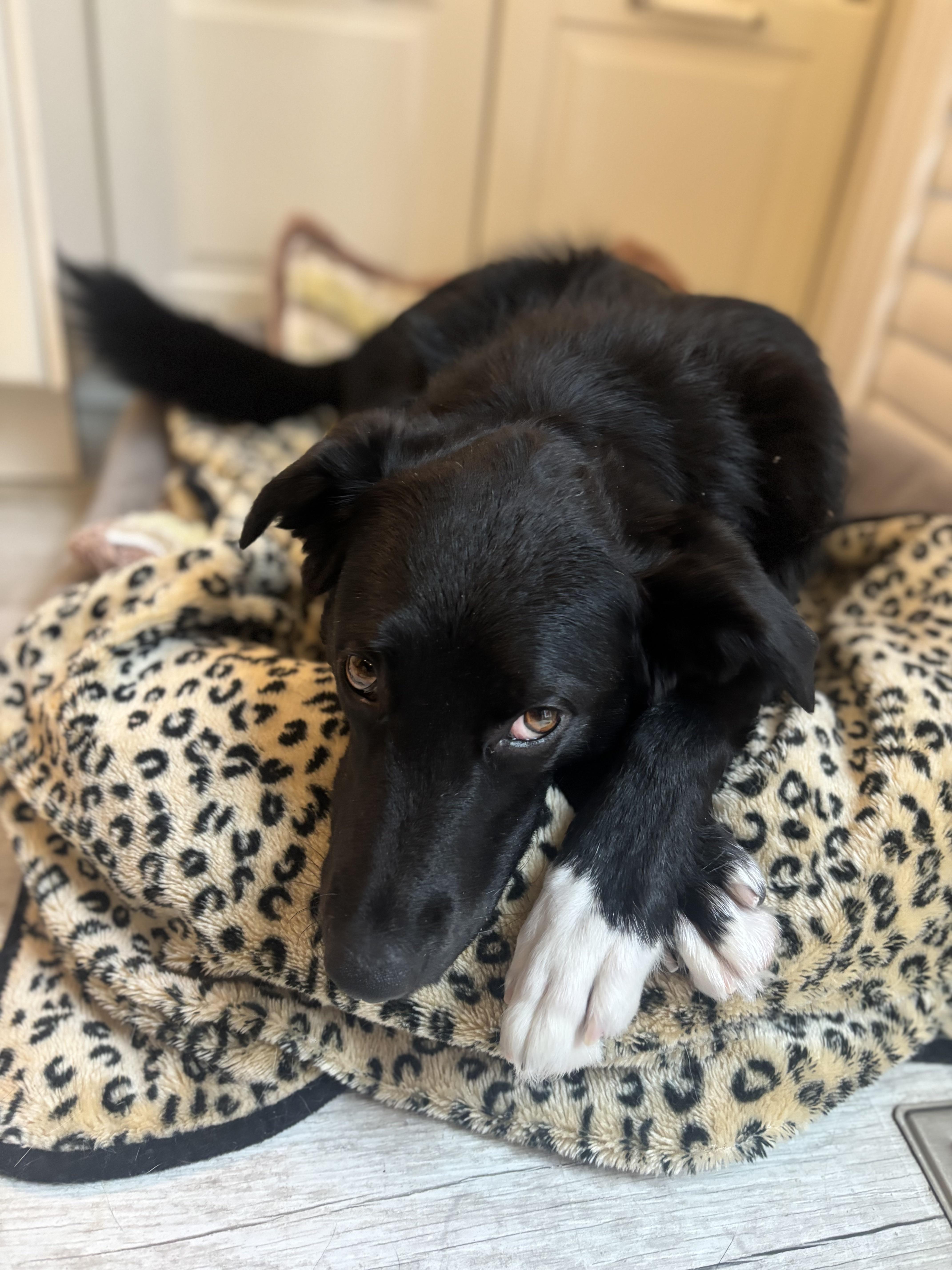 Bunny, ADOPTABLE, Adult Female Mixed Breed.