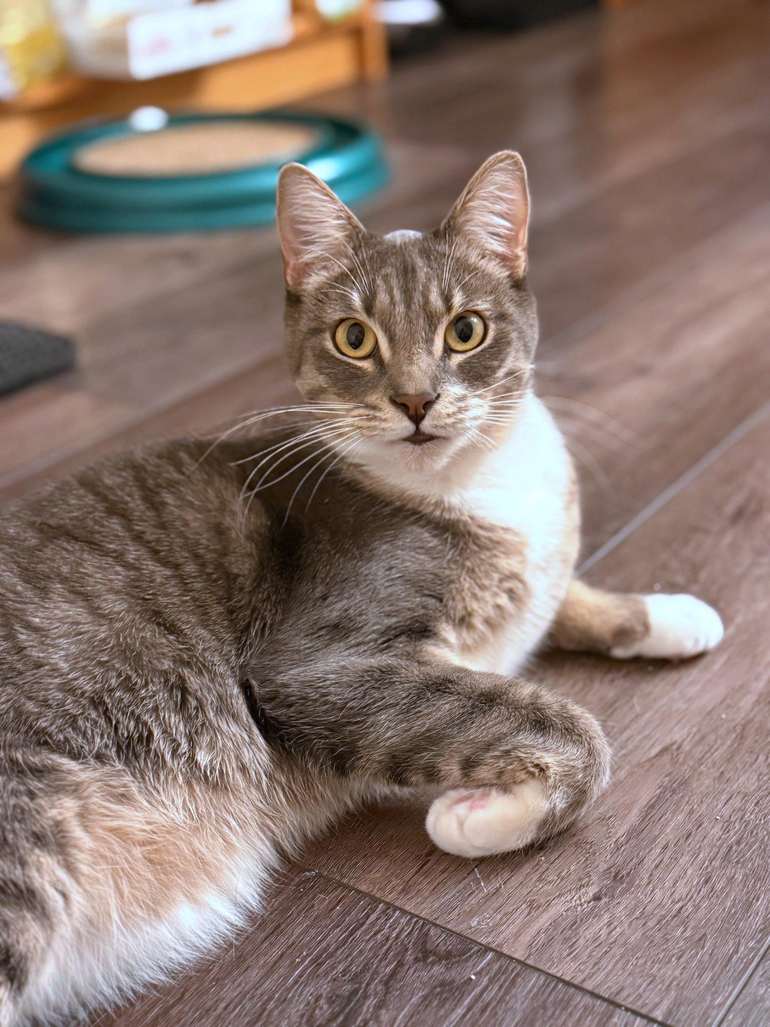 Myles, Adopted, Young Male Domestic Short Hair.