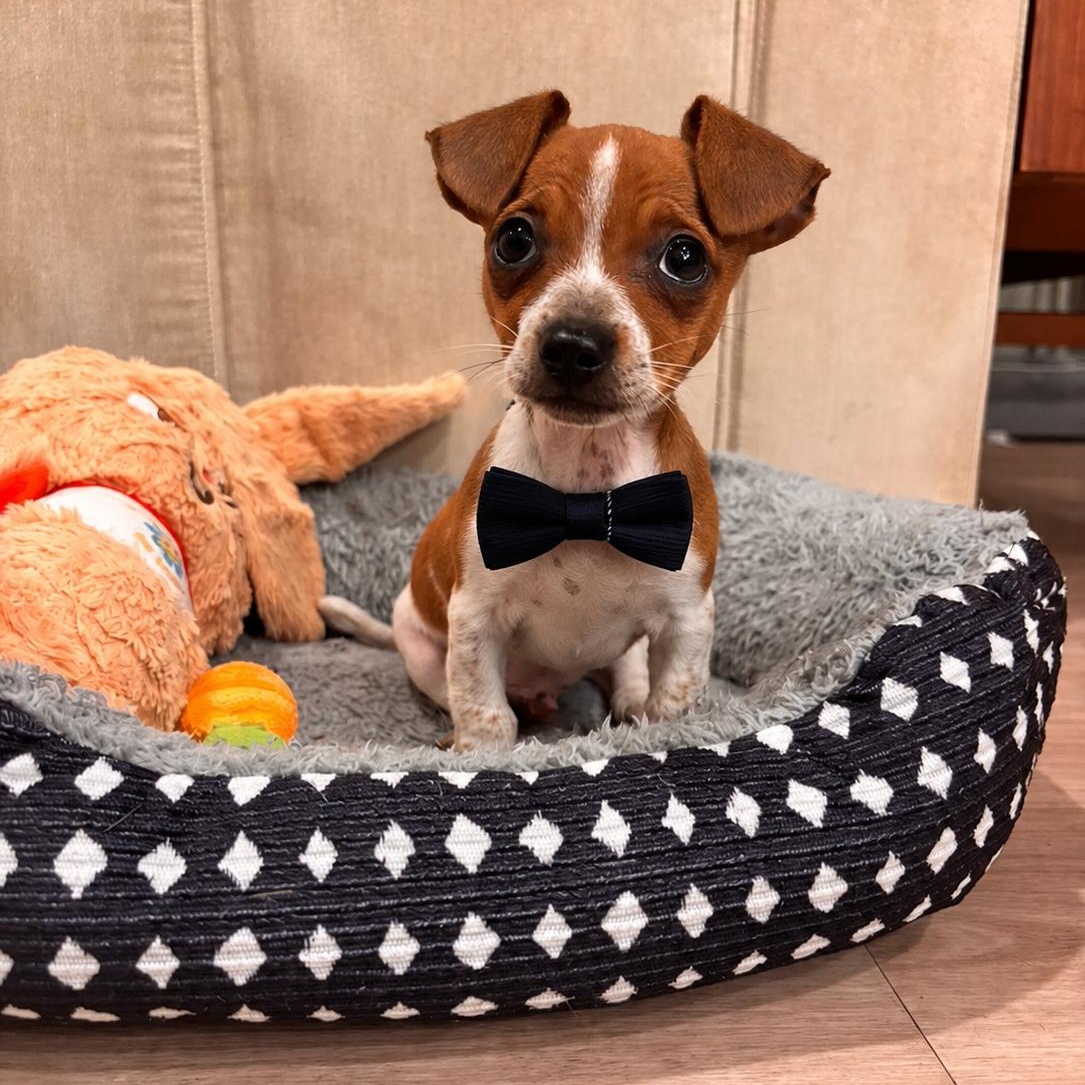 Kano, an adopted mixed breed in Newark, DE image 2/5