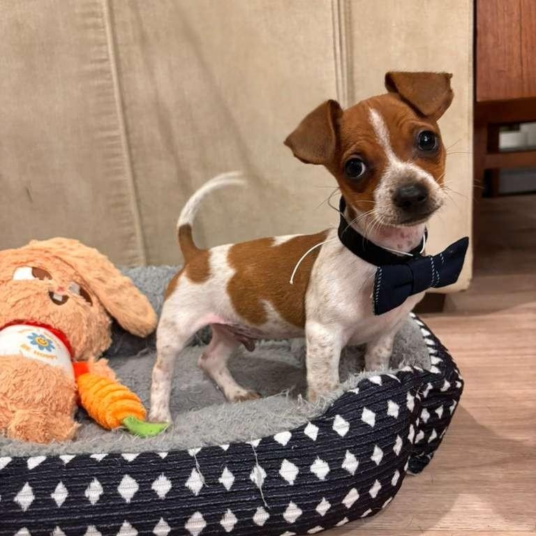 Kano, an adopted mixed breed in Newark, DE image 1/5