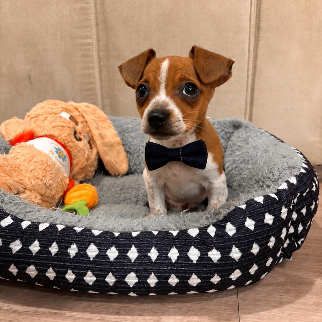Kano, an adopted mixed breed in Newark, DE image 3/5