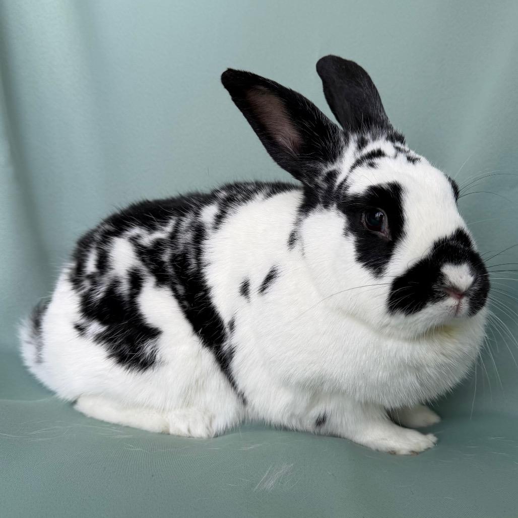 Enlarge Aphrodite (bonded with Artemis), an adoptable English Spot in Columbia, MD image 1/3