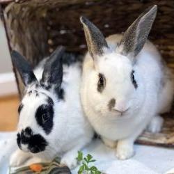 Enlarge Aphrodite (bonded with Artemis), an adoptable English Spot in Columbia, MD image 3/3