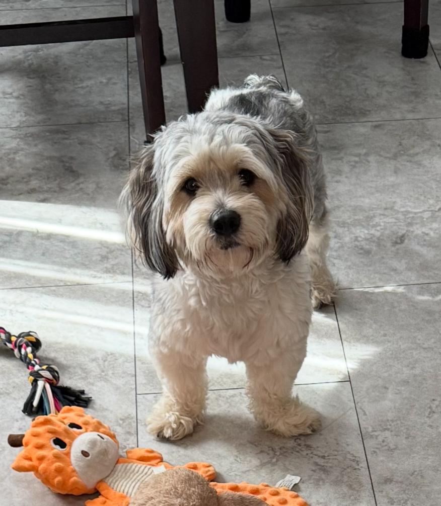 Mason, a Adopted mixed breed in Maumee, OH image 1/3