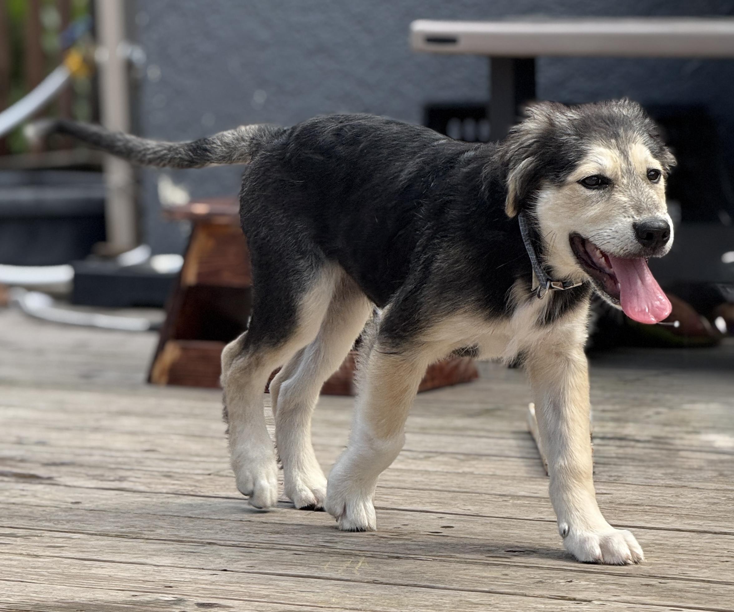 Lincoln, an adoptable German Shepherd Dog in Crookston, MN, 56716 | Photo Image 3