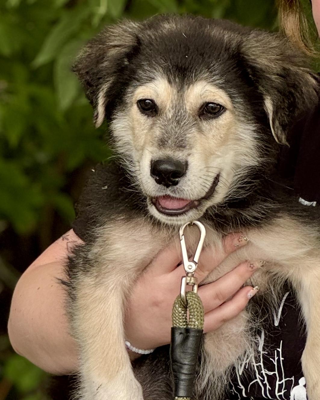 Lincoln, an adoptable German Shepherd Dog in Crookston, MN, 56716 | Photo Image 4