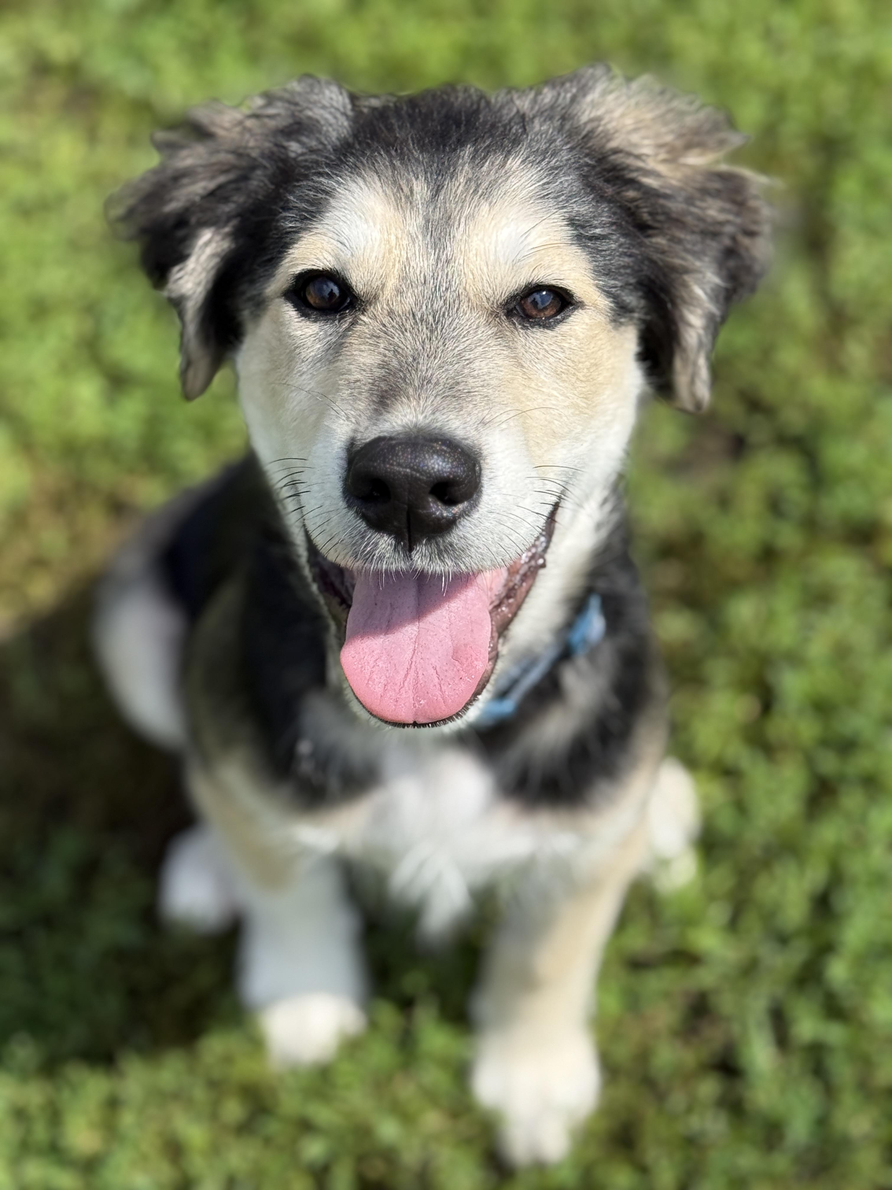 Lincoln, an adoptable German Shepherd Dog in Crookston, MN, 56716 | Photo Image 2