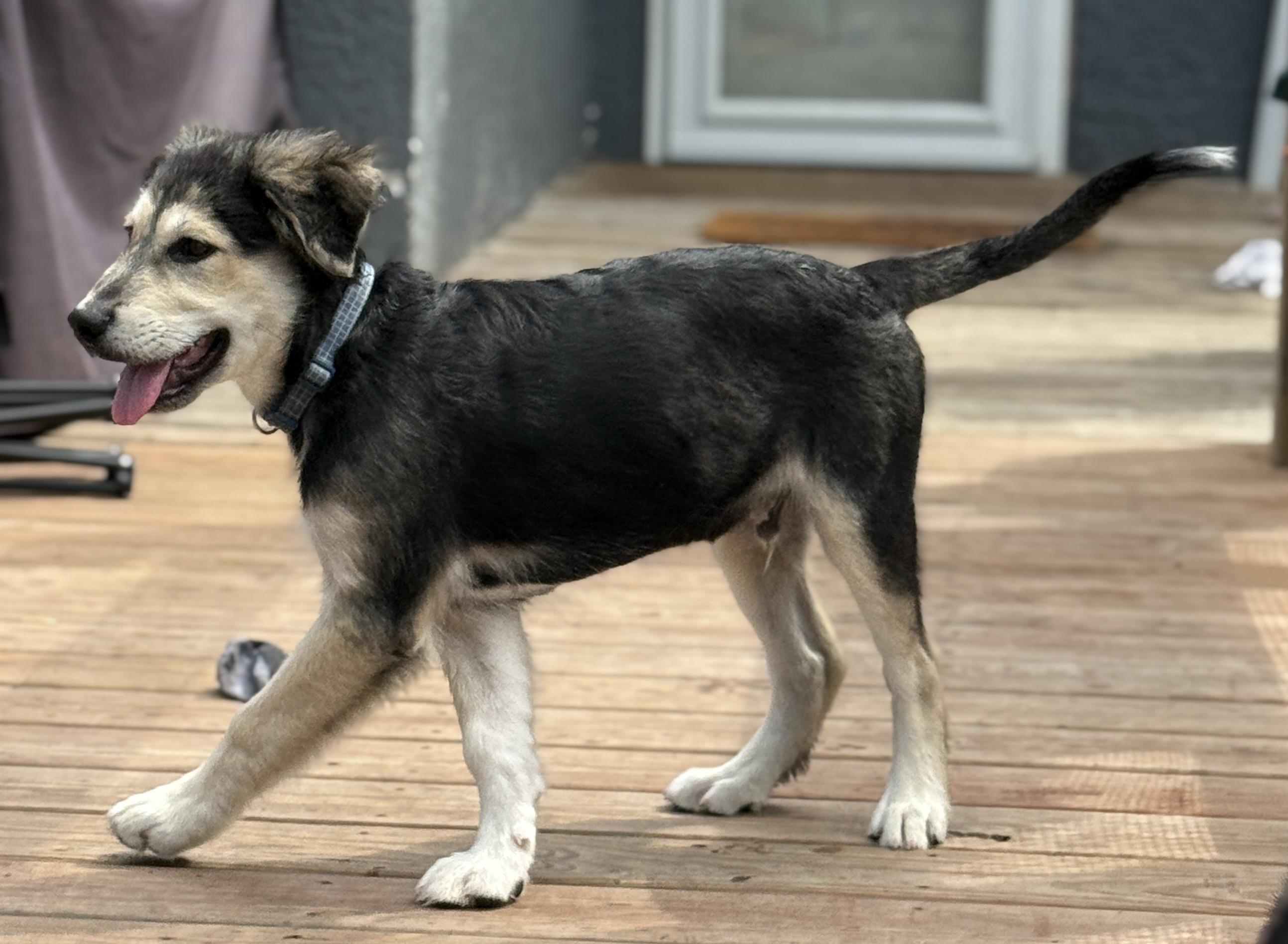 Lincoln, a Adopted German Shepherd Dog in Crookston, MN image 5/6