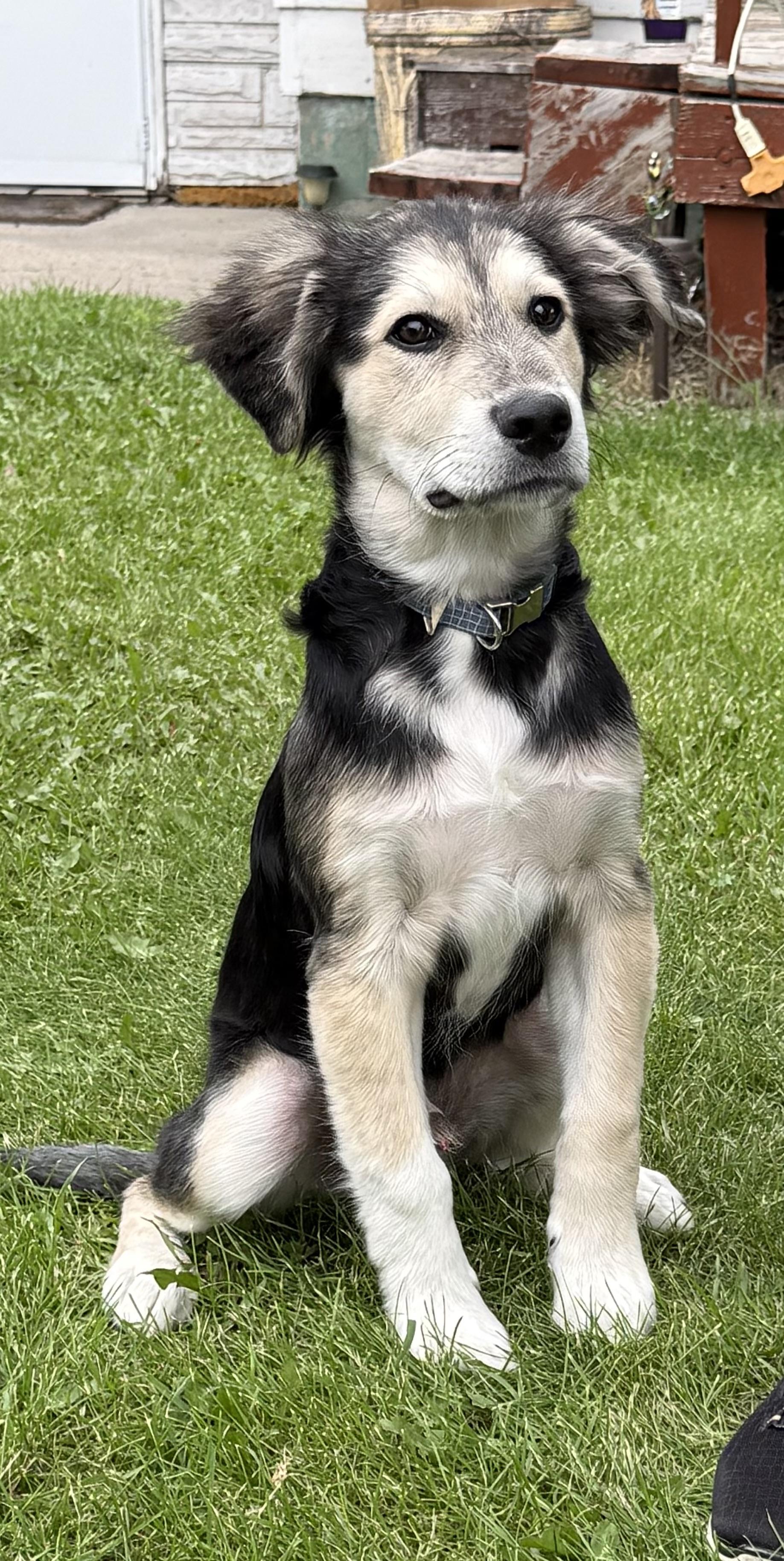 Lincoln, an adoptable German Shepherd Dog in Crookston, MN, 56716 | Photo Image 1