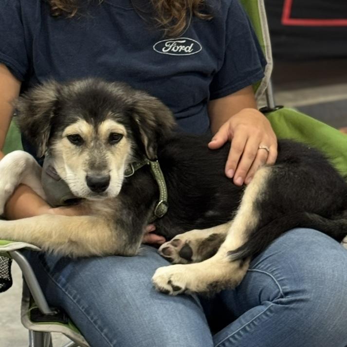 Lincoln, a Adopted German Shepherd Dog in Crookston, MN image 6/6