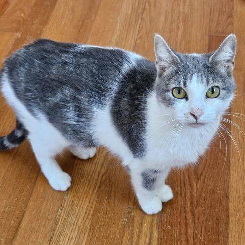 Mama Rae, Adoptable, Young Female Domestic Short Hair.