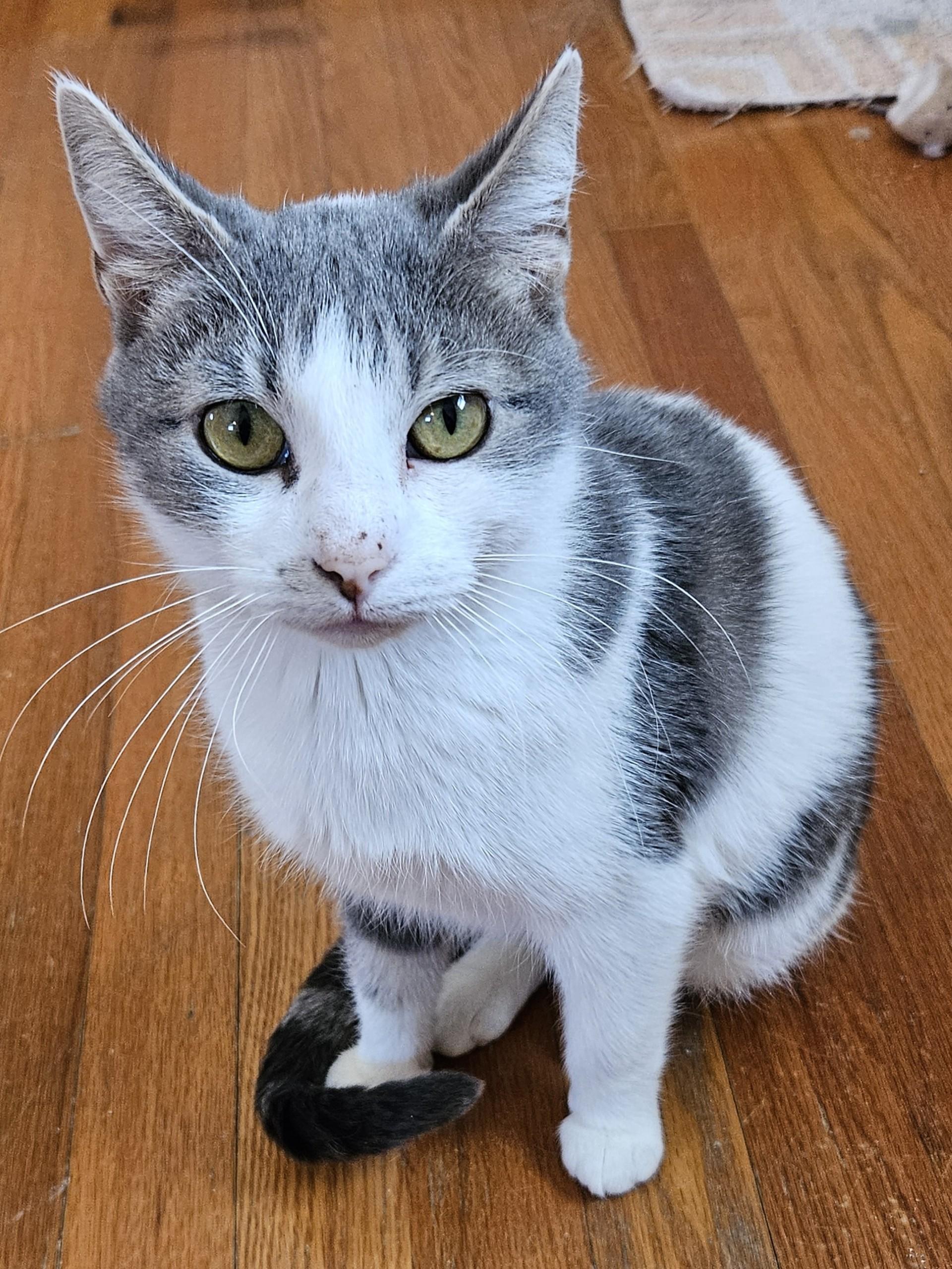 Enlarge Mama Rae, a Adoptable Domestic Short Hair in Kenosha, WI image 2/3