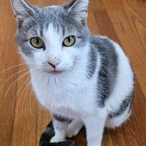 Rae, a Adoptable Domestic Short Hair in Kenosha, WI image 2/3