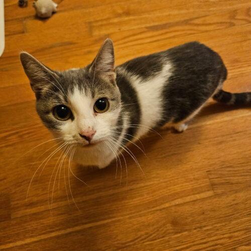 Enlarge Mama Rae, a Adoptable Domestic Short Hair in Kenosha, WI image 3/3