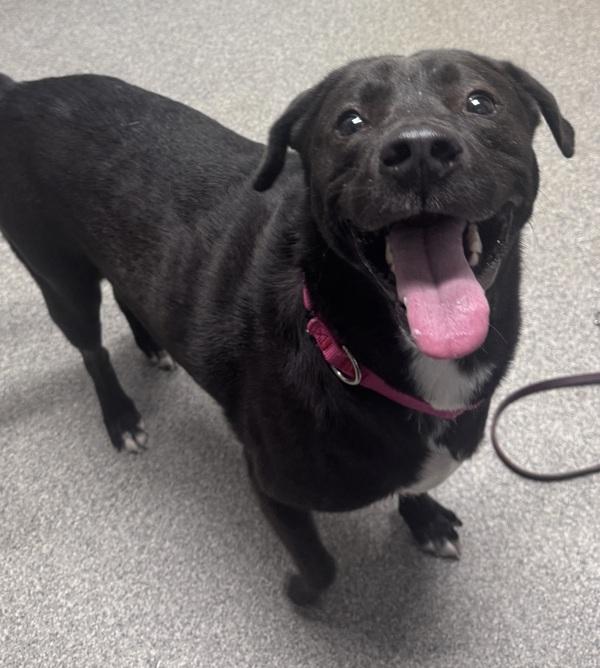 Enlarge Wisconsin, a Adoptable mixed breed in Escondido, CA image 1/1