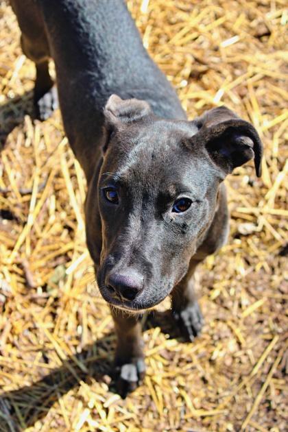 Skye — thumbnail 3