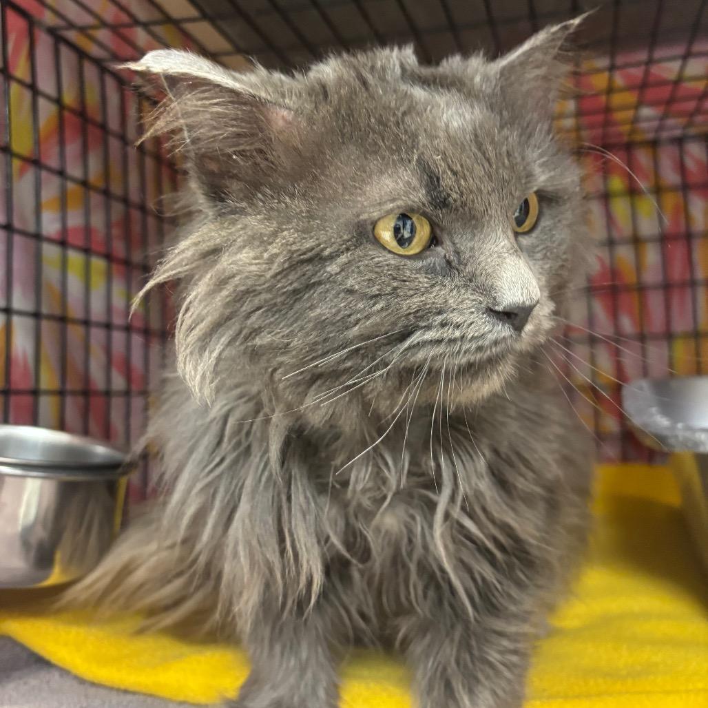 Rambo, Adoptable, Adult Male Domestic Long Hair.