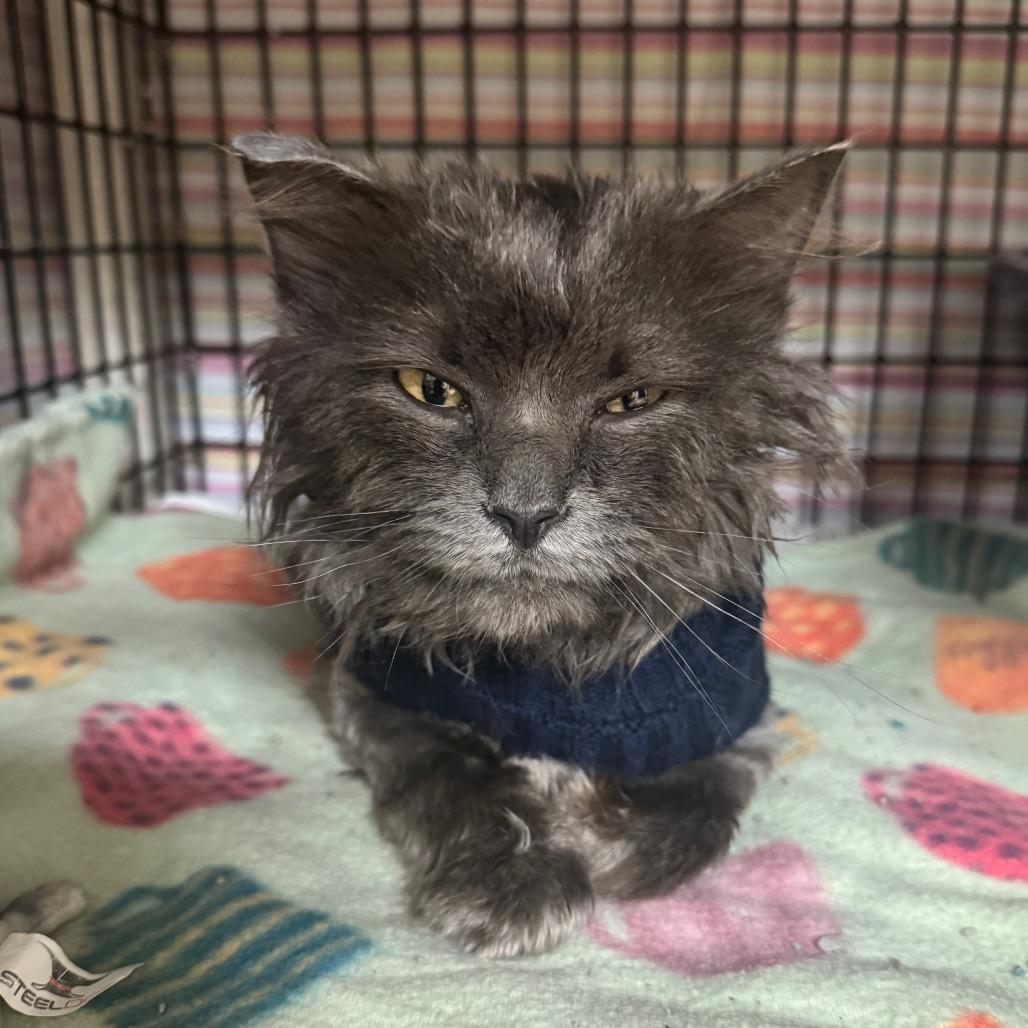 Enlarge Rambo, a Adoptable Domestic Long Hair in Milford, IA image 2/2
