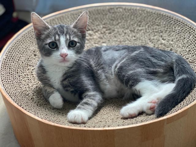 Willow, Adoptable, Kitten Female Domestic Short Hair.