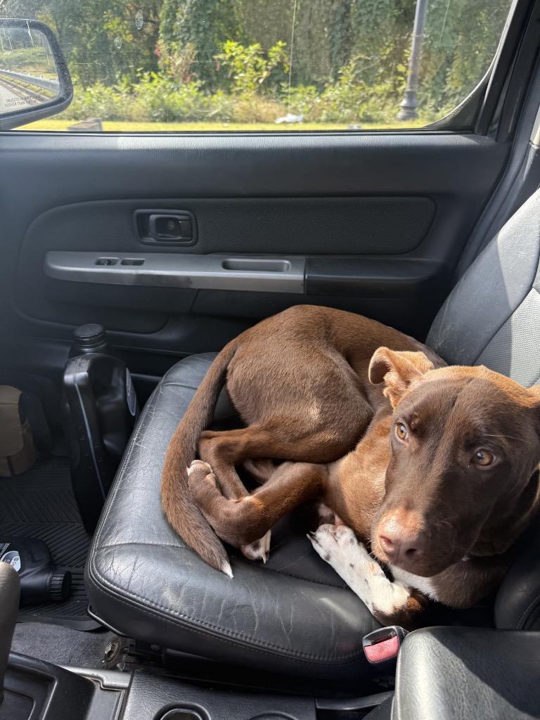 Sadie (Courtesy Post), Adoptable, Young Female Mixed Breed.
