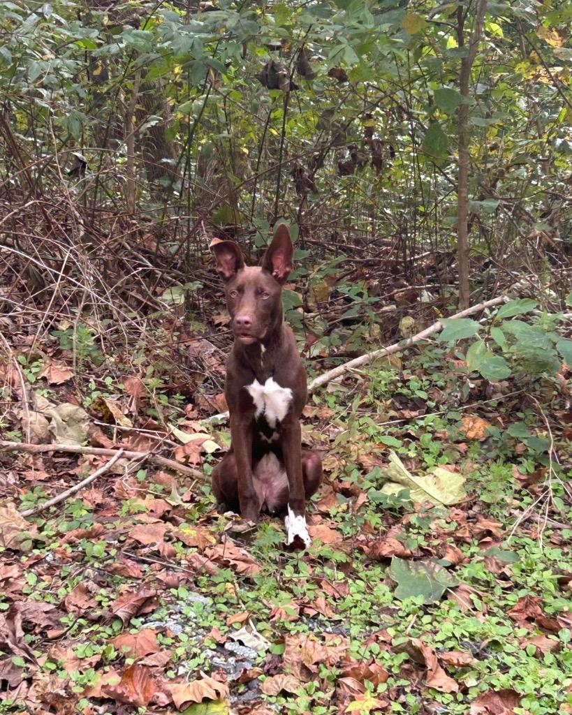 Sadie (Courtesy Post), a Adoptable mixed breed in Rutherfordton, NC image 2/3