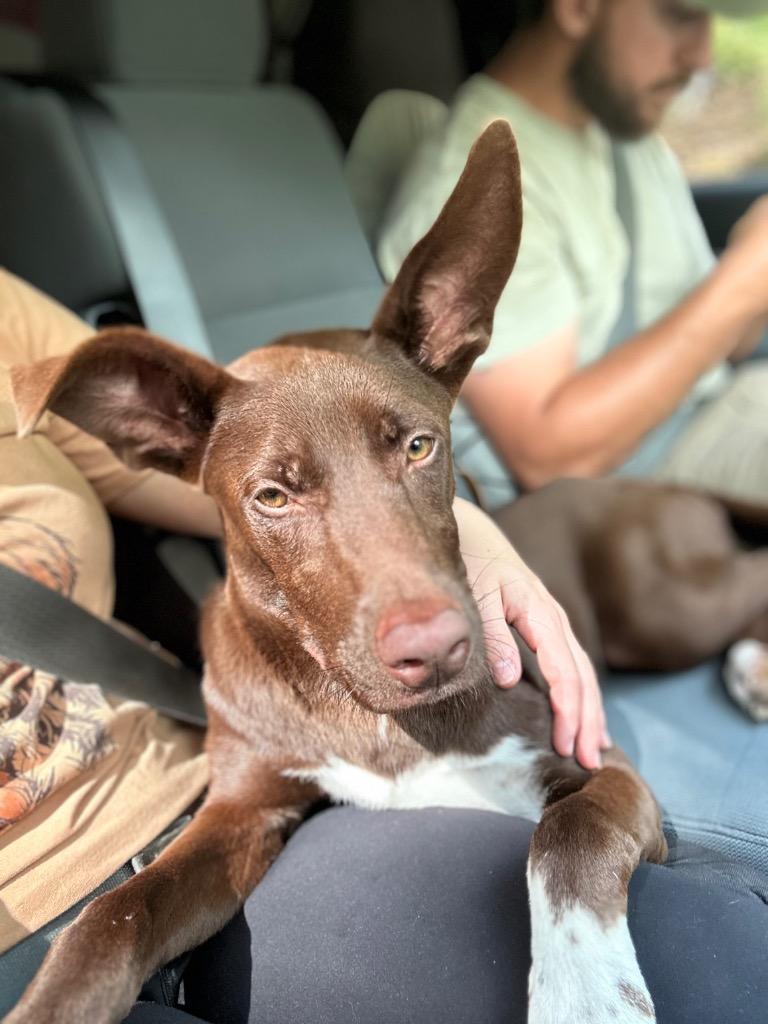 Sadie (Courtesy Post), a Adoptable mixed breed in Rutherfordton, NC image 3/3