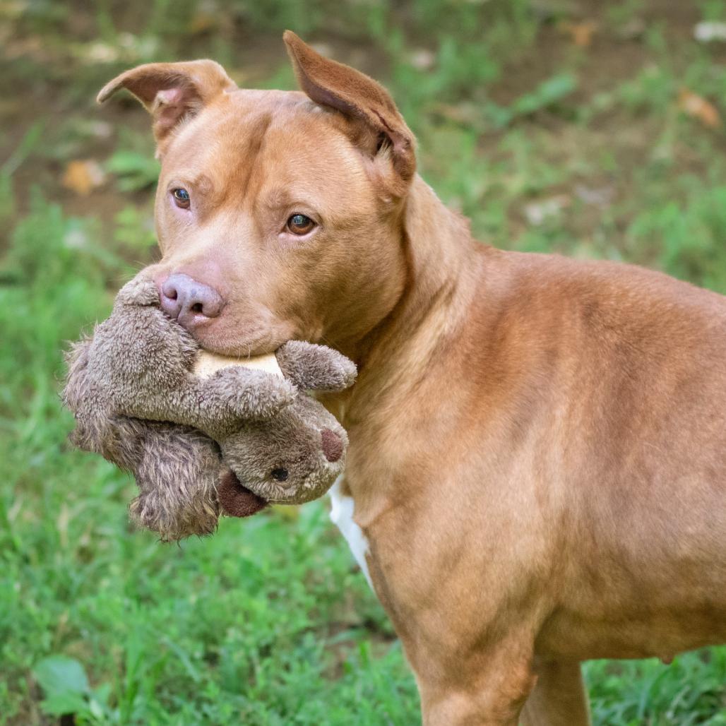 Simone, Adoptable, Senior Female Pit Bull Terrier.