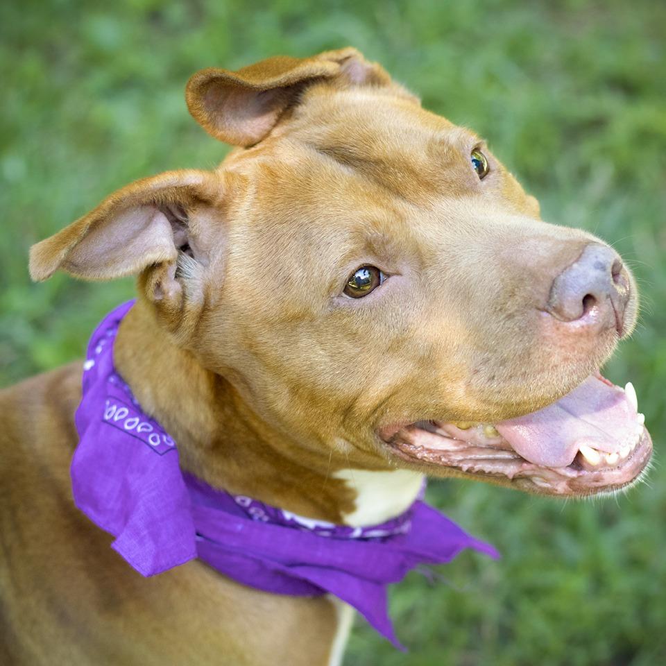 Enlarge Simone, a Adoptable Pit Bull Terrier in Versailles, KY image 2/2
