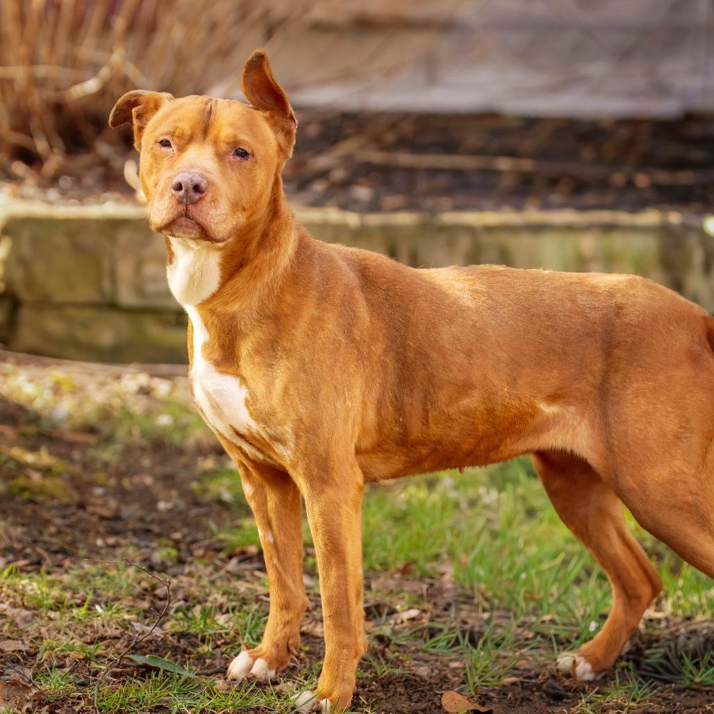 Enlarge Simone, a Adoptable Pit Bull Terrier in Versailles, KY image 3/4