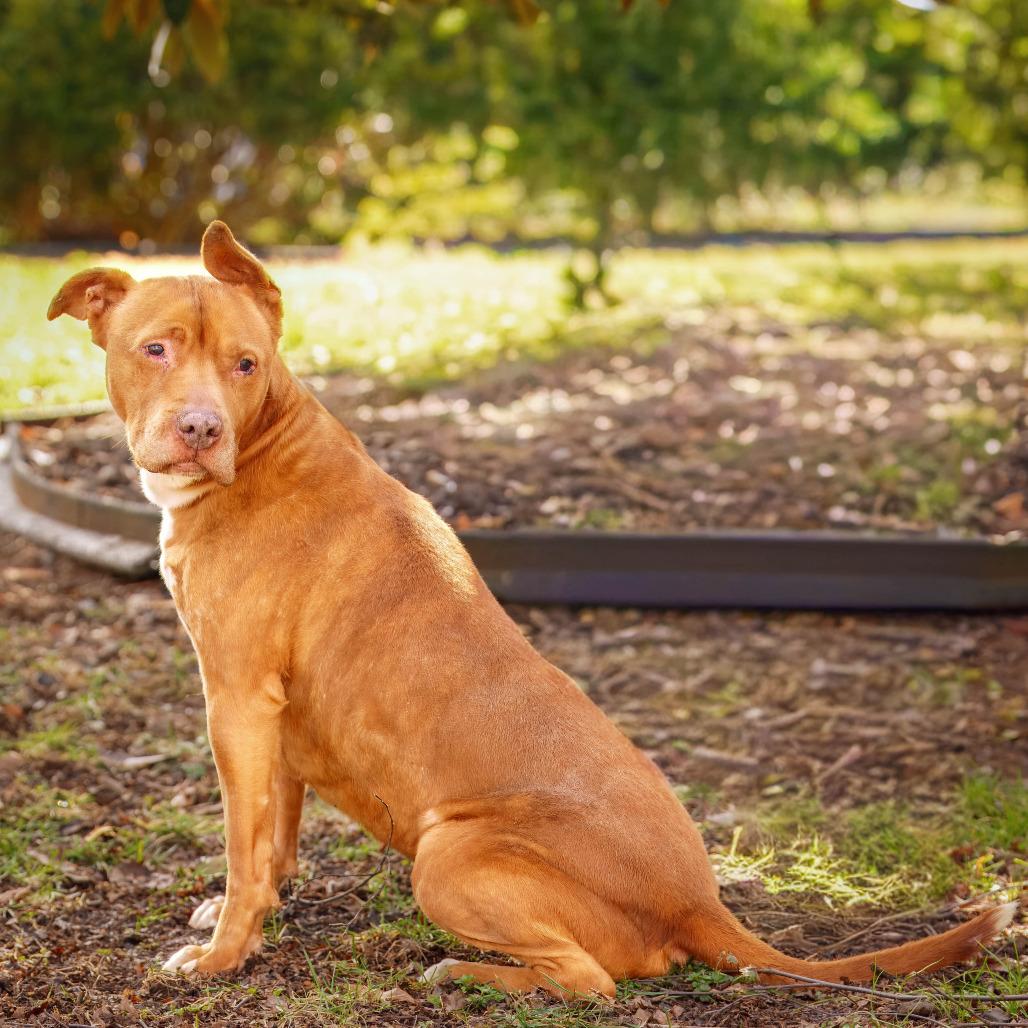 Enlarge Simone, a Adoptable Pit Bull Terrier in Versailles, KY image 4/4
