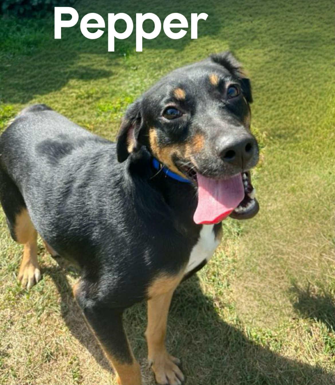 Pepper