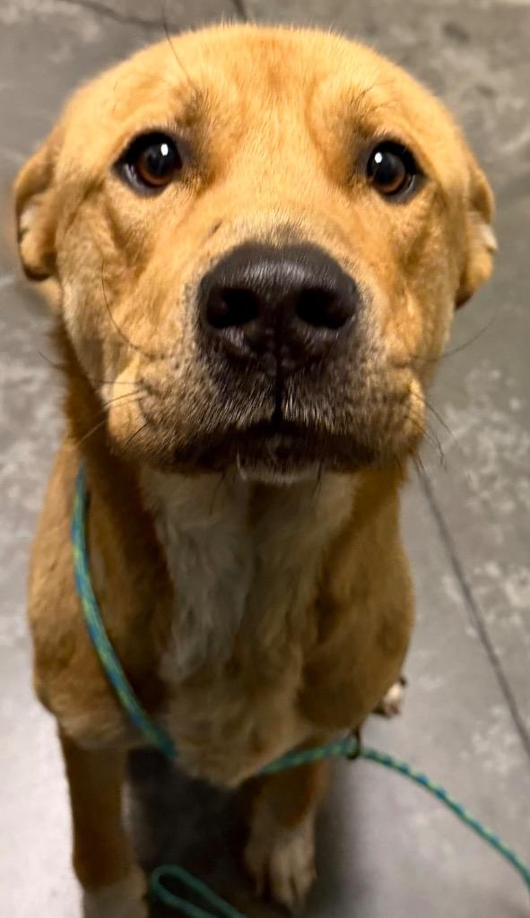 Henry, Adoptable, Young Male Mixed Breed.