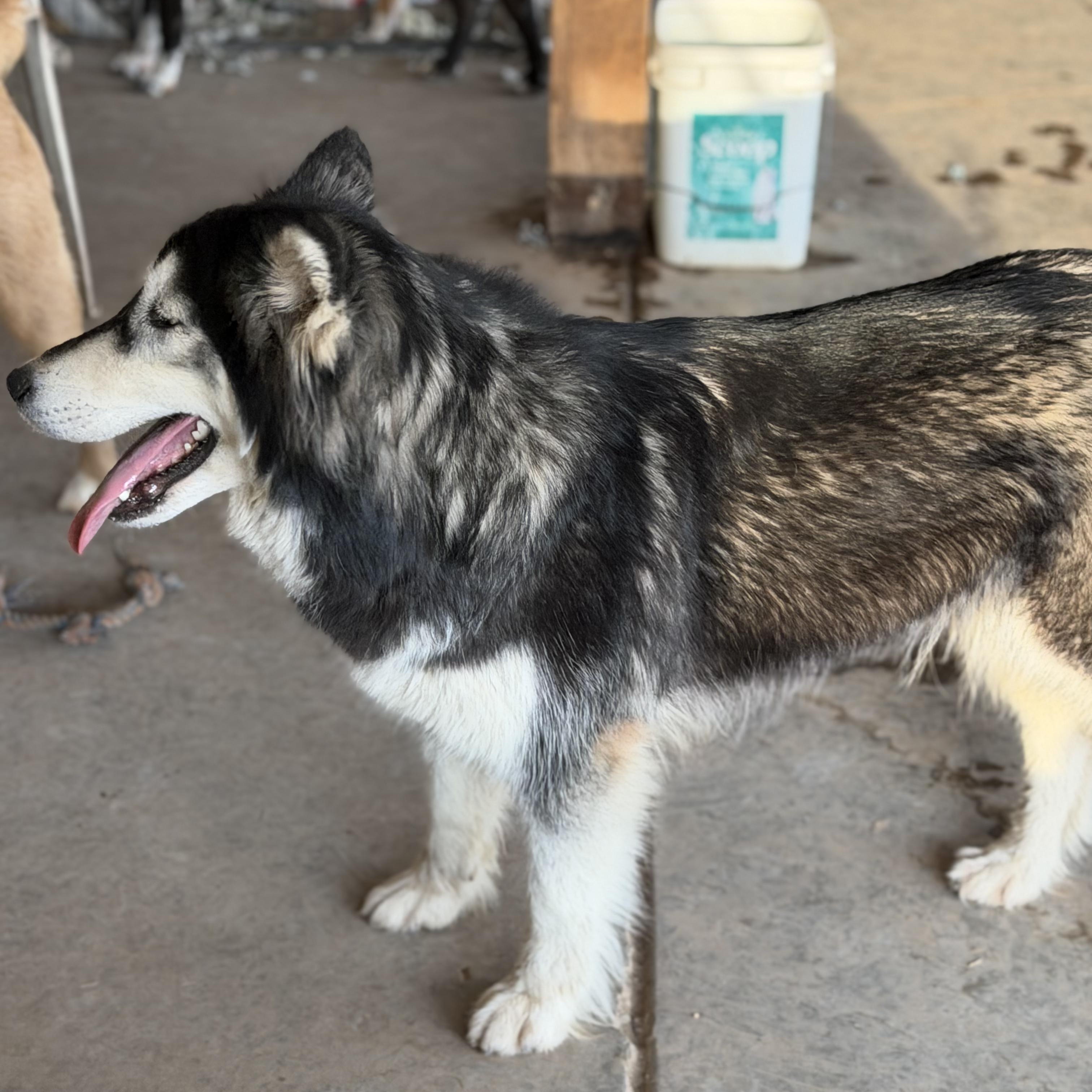 Enlarge SUNNY!, a Adoptable Siberian Husky in Seattle, WA image 4/5