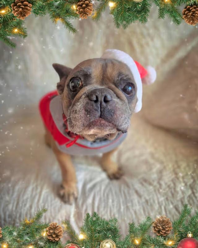 Enlarge Rocky, a ADOPTABLE French Bulldog in Temecula, CA image 4/4