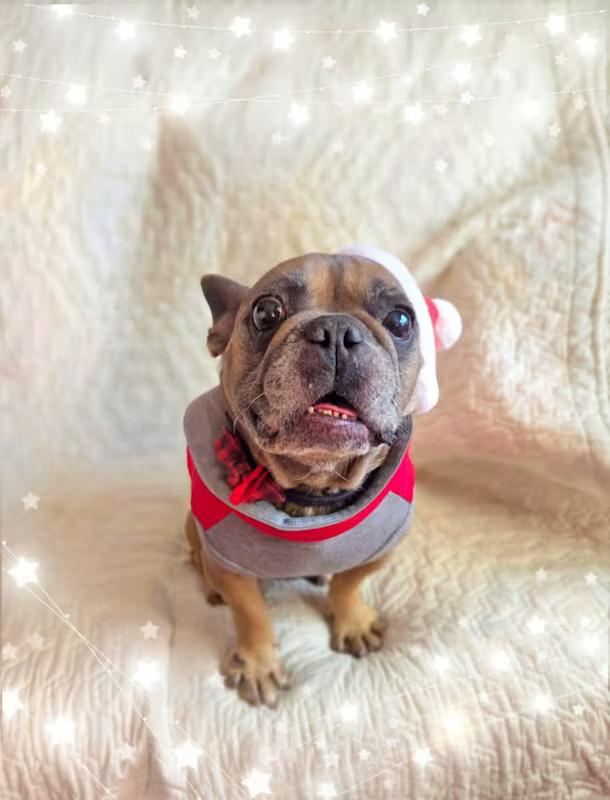 Enlarge Rocky, a ADOPTABLE French Bulldog in Temecula, CA image 3/4