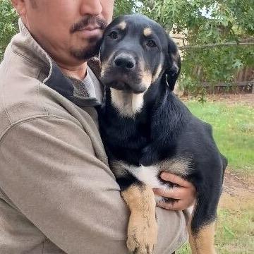 Jack Hughes, a Adoptable mixed breed in Huntington, WV image 2/3