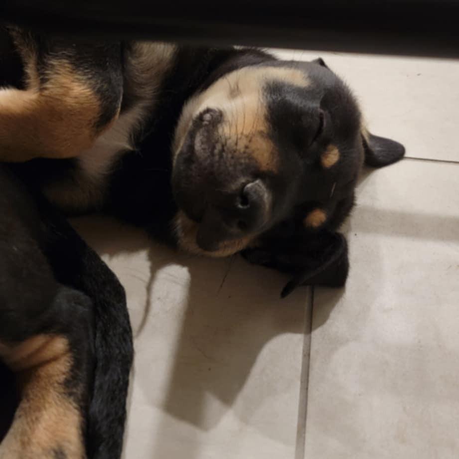 Jack Hughes, a Adoptable mixed breed in Huntington, WV image 3/3