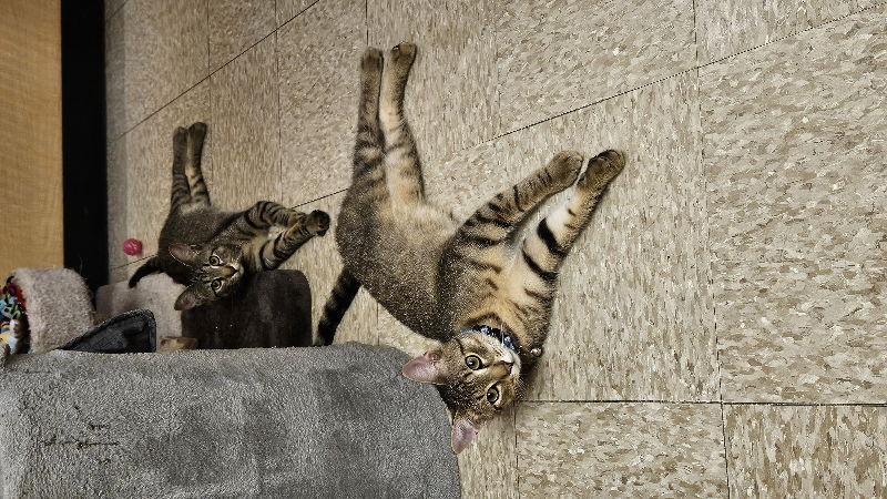 Manny, Adopted, Young Male Domestic Medium Hair.