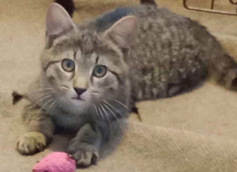 Enlarge Manny, a Adopted Domestic Medium Hair in Delran, NJ image 2/3