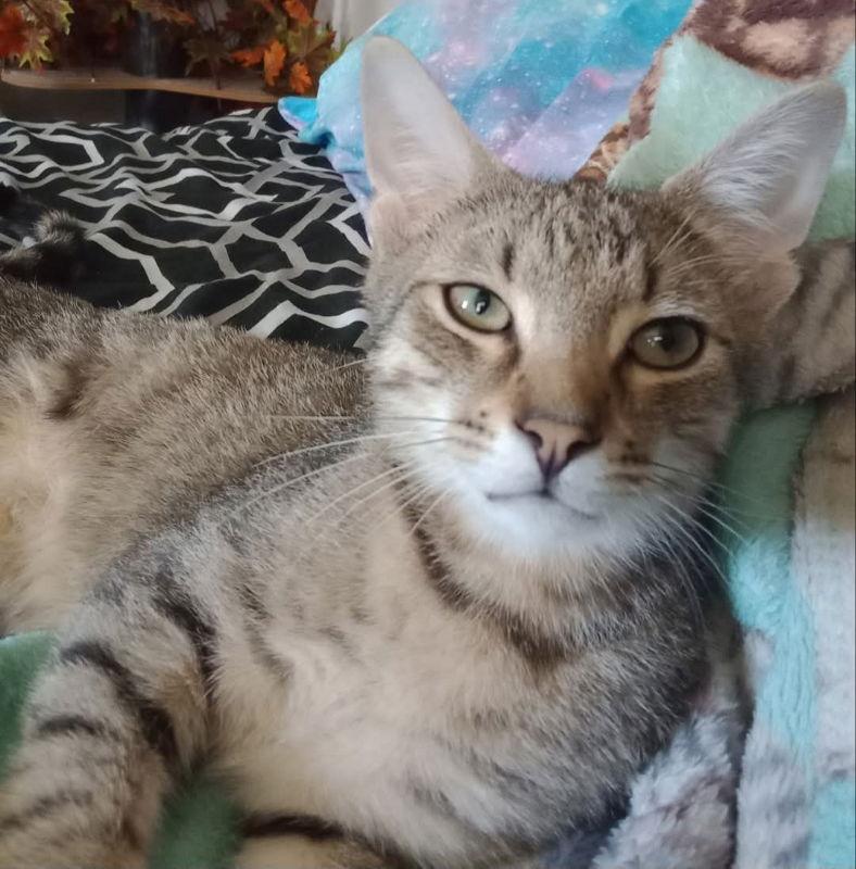 Enlarge Manny, a Adopted Domestic Medium Hair in Delran, NJ image 3/3