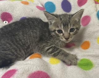 Enlarge Leafeon, a Adoptable Tabby in Parlier, CA image 4/6