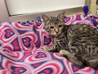 Enlarge Leafeon, a Adoptable Tabby in Parlier, CA image 6/6