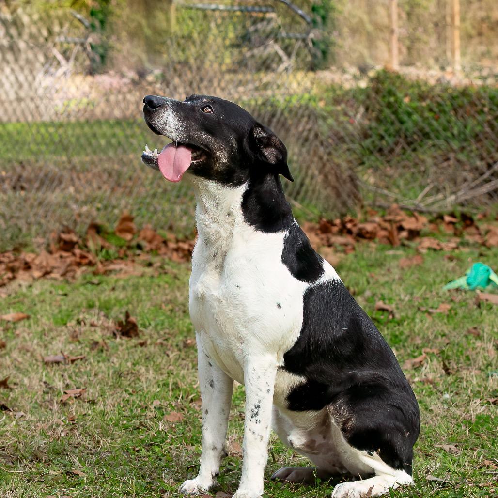 Rocky Balbone, Adoptable, Adult Male Pointer & Mixed Breed.