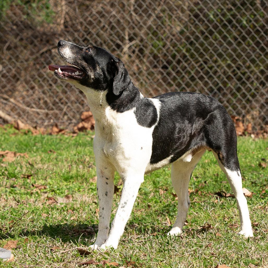 Enlarge Rocky Balbone, a Adoptable mixed breed in Livingston, TX image 2/6