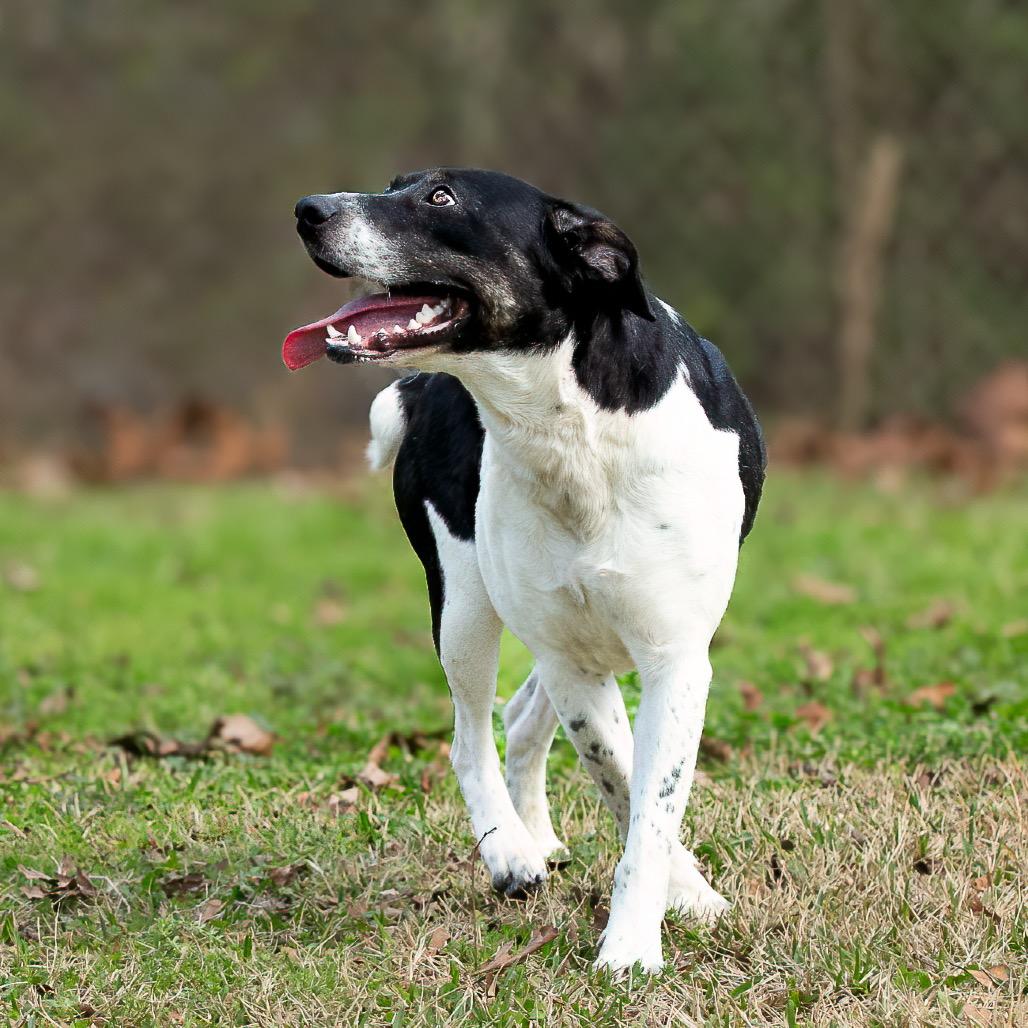 Enlarge Rocky Balbone, a Adoptable mixed breed in Livingston, TX image 3/6
