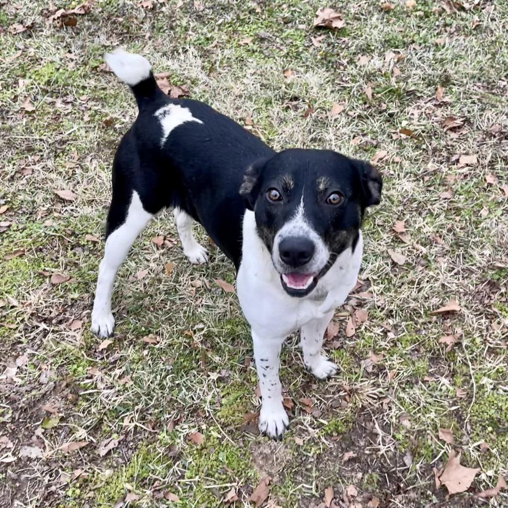 Enlarge Rocky Balbone, a Adoptable mixed breed in Livingston, TX image 5/6