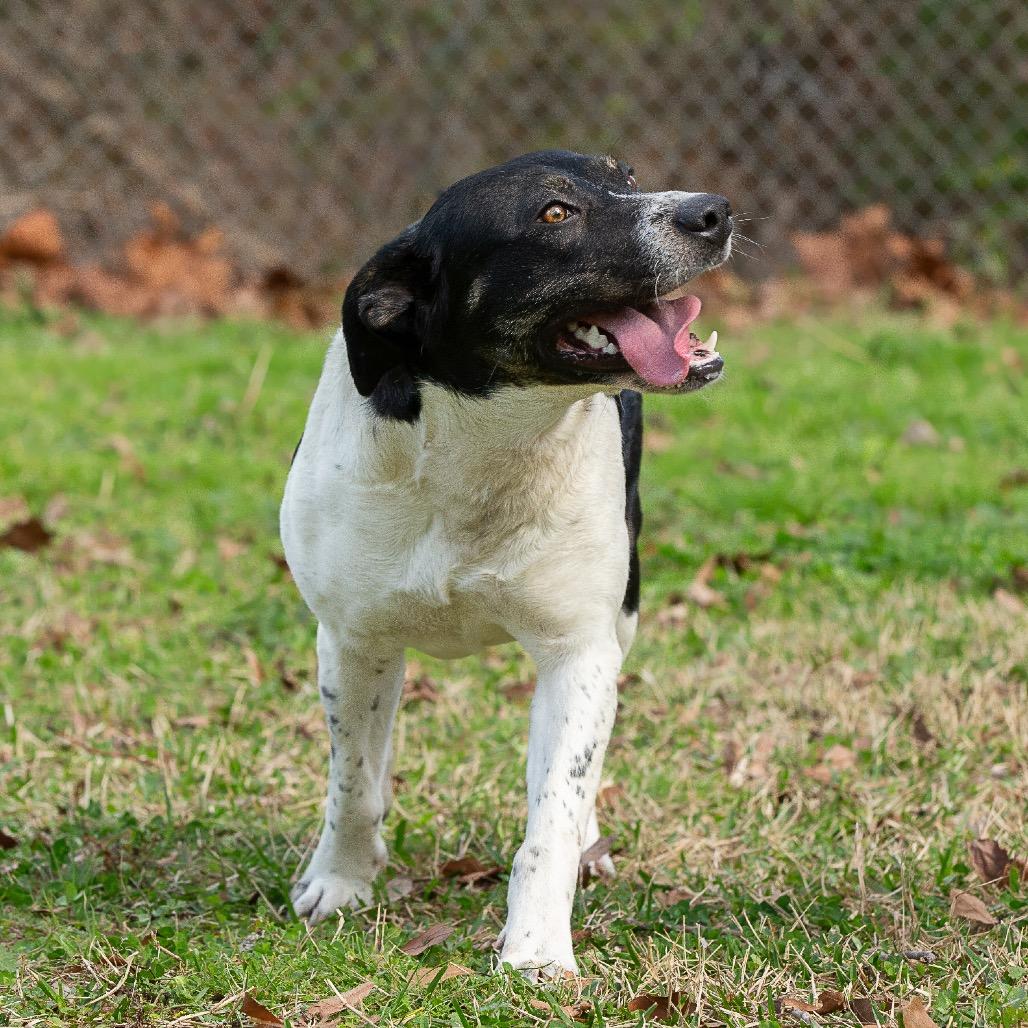 Enlarge Rocky Balbone, a Adoptable mixed breed in Livingston, TX image 6/6