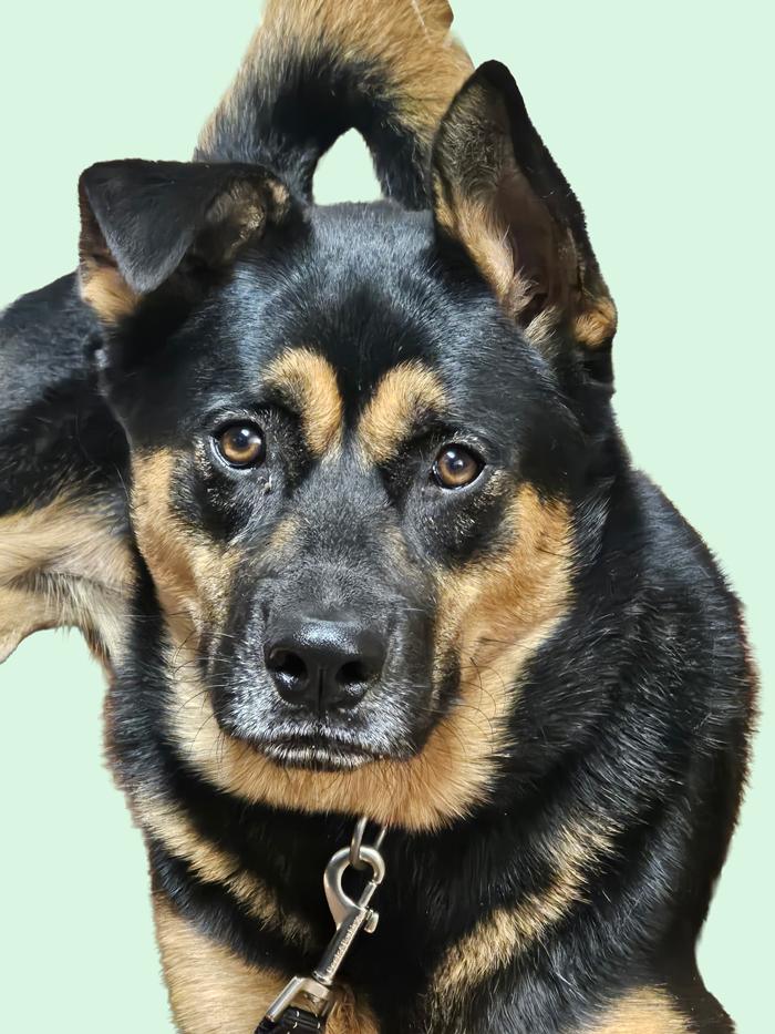 Enlarge NICKS, a Adoptable mixed breed in Fuquay Varina, NC image 2/2