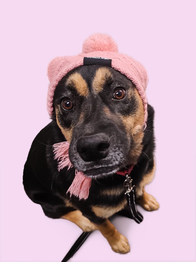 NICKS, Adoptable, Young Female German Shepherd Dog.